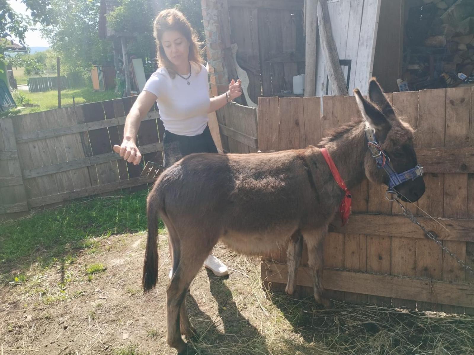 Ivona - Kuca Za Odmor Perusic - Stara Lika Daire Dış mekan fotoğraf